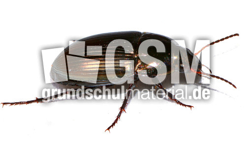 Ovaler Kanalläufer_4.jpg